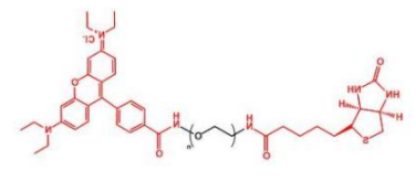 Biotin-PEG-Rhodamine；生物素聚乙二醇罗丹明；RB-PEG-Biotin