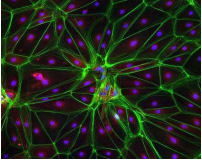 ITC-NHS;绿色荧光素标记活性酯;Fluorescein NHS ITC-NHS;绿色荧光素标记活性酯;Fluorescein NHS