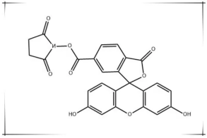 6-FAM-NHS；92557-81-8；6-羧基荧光素琥珀酰亚胺酯