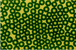 羧基修饰聚苯乙烯绿色荧光微球100nm 羧基修饰聚苯乙烯绿色荧光微球100nm