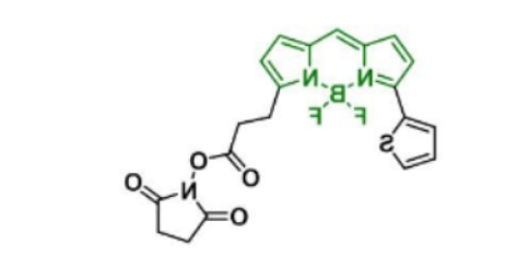 BDP 558/568 NHS ester，分子量 443.23