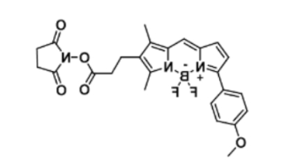 BODIPY TMR NHS ester,485397-12-4 BODIPY TMR NHS ester,485397-12-4