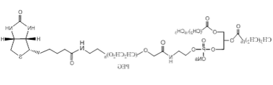 磷脂-聚乙二醇-生物素 自组装PEG脂质体 DSPE-PEG-Biotin 