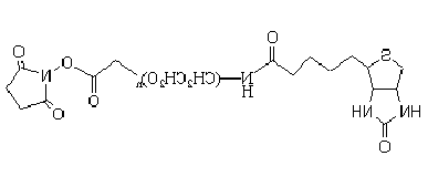 生物素-聚乙二醇-琥珀酰亚胺NHS酯 Biotin-PEG-SCM