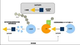 Protac（蛋白质降解靶向嵌合分子）的鉴定
