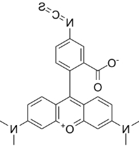 四甲基罗丹明-5-异硫氰酸单一化合物/CAS:80724-19-2 四甲基罗丹明-5-异硫氰酸单一化合物/CAS:80724-19-2
