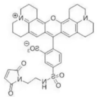 德州红-马来酰亚胺 