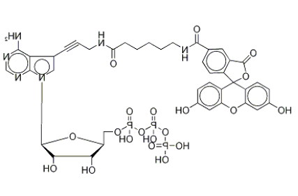 Fluorescein Alkynylamino-ATP Fluorescein Alkynylamino-ATP