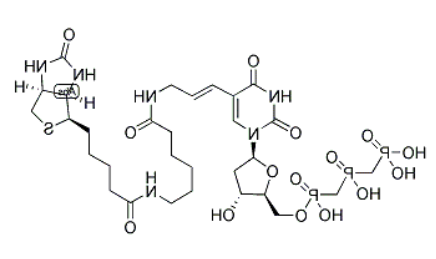 Biotin-11-dUTP