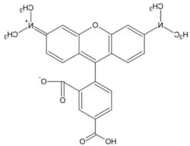 5-羧基四甲基罗丹明 5-羧基四甲基罗丹明
