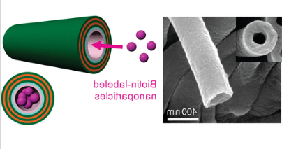 FITC-BIOTIN