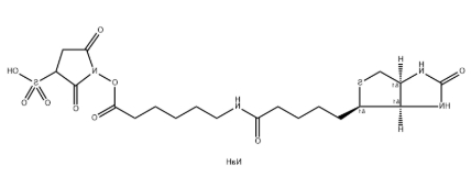 磺基-NHS-LC-生物素