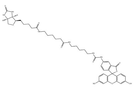 5-FITC-生物素 5-FITC-生物素