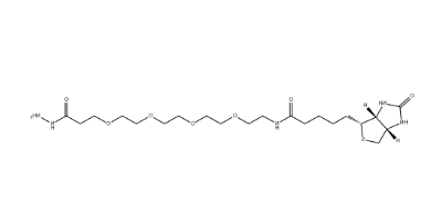 （+）-Biotin-PEG4-Hydrazide