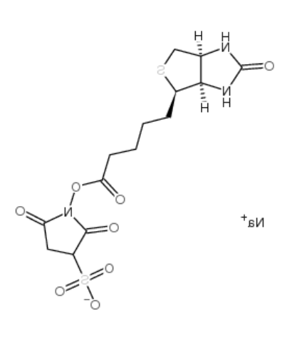 	biotin sulfo-osu 