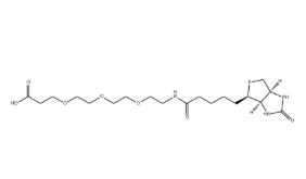 （+）-Biotin-PEG3-CH2CH2COOH
