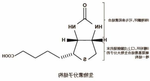 生物素标记化疗药物（紫杉醇/阿霉素）定制技术