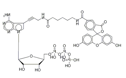 Fluorescein Alkynylamino-ATP Fluorescein Alkynylamino-ATP