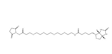 （+）-Biotin-PEG4-NHS Ester
