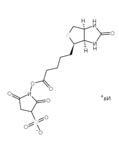 生物素 3-磺酸基-N-羟基琥珀酰亚胺钠盐 生物素 3-磺酸基-N-羟基琥珀酰亚胺钠盐