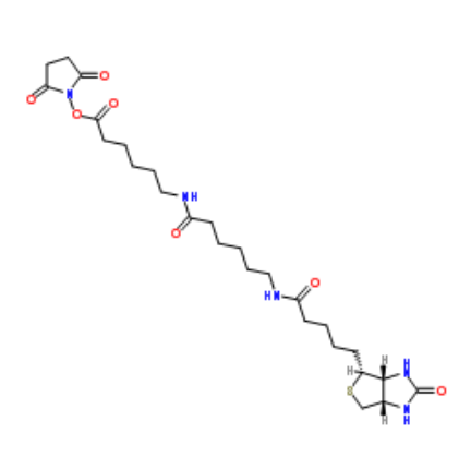 Biotin-LC-LC-NHS 