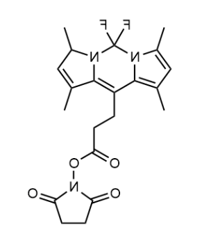 BODIPY 493/503 SE