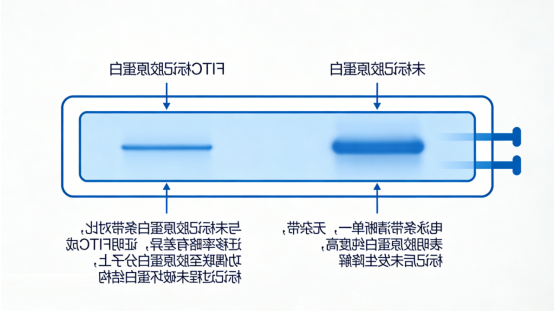 胶原蛋白的SDS-PAGE电泳图