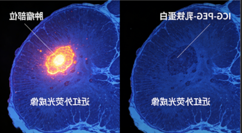 ICG-PEG-乳铁蛋白