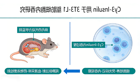 Cy3-Insulin 用于 3T3-L1 脂肪细胞内吞研究