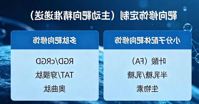 靶向修饰定制（主动靶向精准递送）