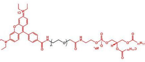 Rhodamine-PEG-DSPE