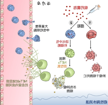 Liposome脂质体载核酸定制技术