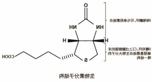 生物素化氨基酸定制合成服务（提供不同链长和连接方式的生物素化氨基酸）