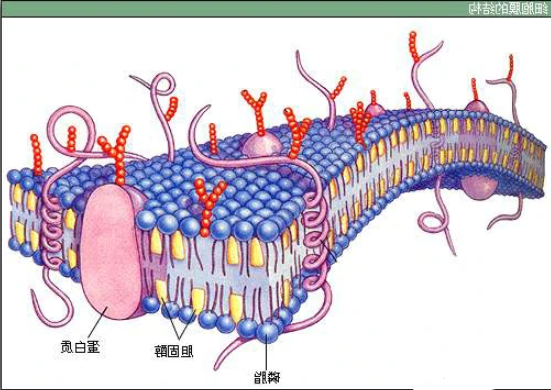 DOTA修饰细胞膜-脂质体的应用以及相关产品