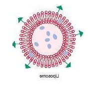 45%PC,30%PE,10%Cholesterol,10%PS,5%PI空白脂质体200nm的应用