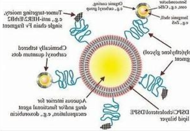 冬虫夏草多糖脂质体CPL的应用以及稳定性