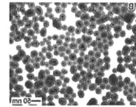 CS@Fe3O4 nanoparticles（150nm）  壳聚糖修饰四氧化三铁纳米颗粒（1500nm）