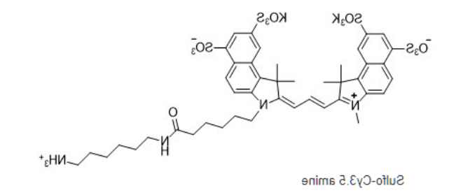 Sulfo-Cy3.5 amine