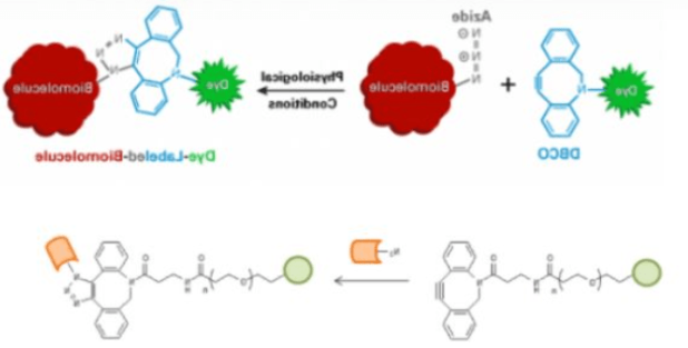 DBCO-Lectins DBCO-Lectins