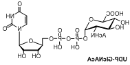 UDP-GlcNAcA